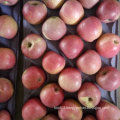 Top Quality of Fresh Qinguan Apple